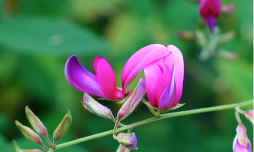 『萩の花』この地域では、昔あたり一面に萩の花が咲き乱れていた。今でも時期になると萩の花があちこちで見られる。